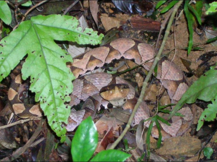 浸水营古道看到的百步蛇